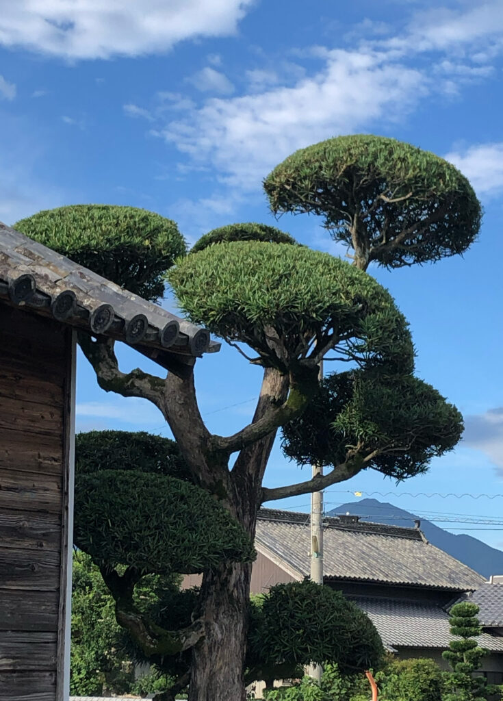 剪定後その1