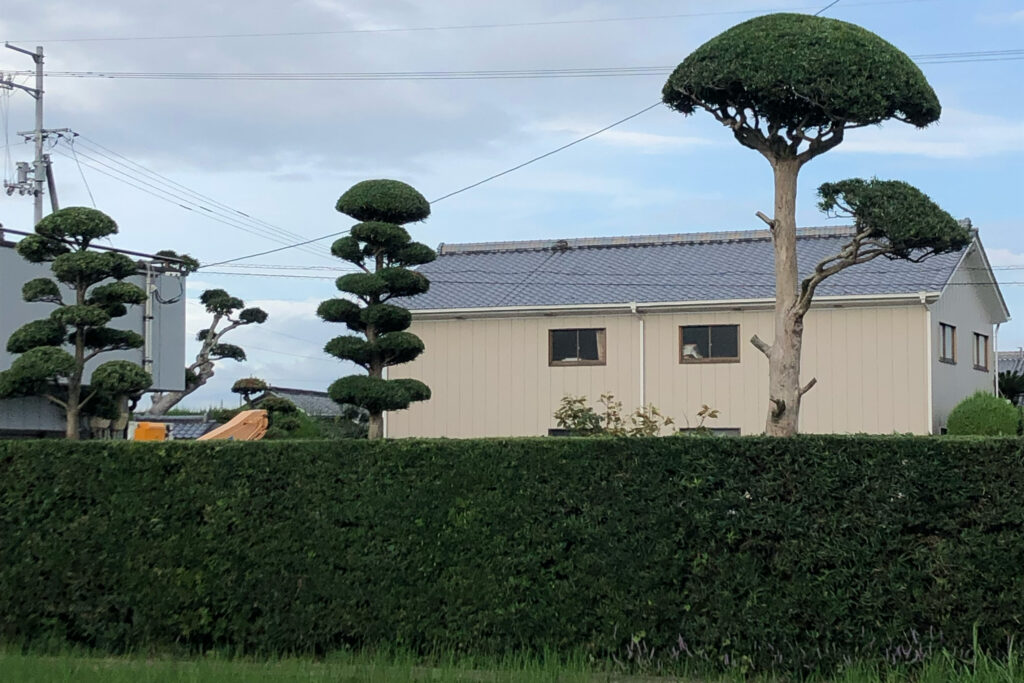 剪定後その2