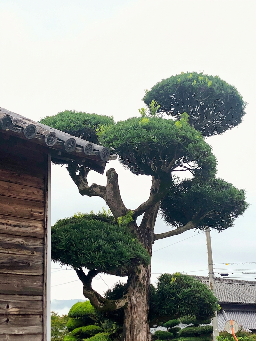 剪定前その1