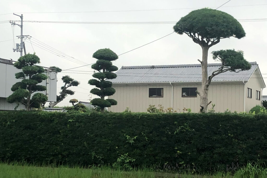 剪定前その2